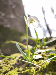 Single Snowdrop Flower Blooming in Early Spring