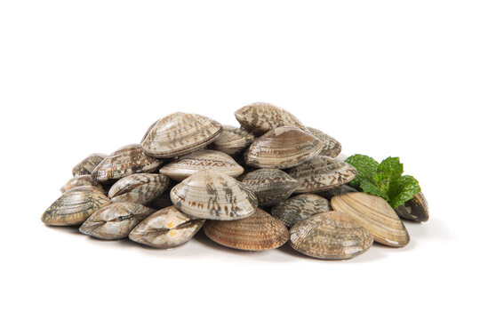 fresh clams ,the raw seafood ingredients isolated on white background