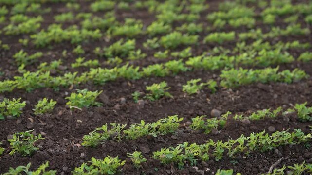 Green groundnut or peanut agriculture field 