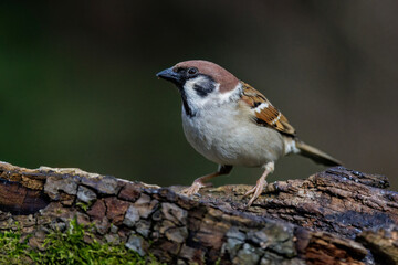 Feldsperling (Passer montanus)