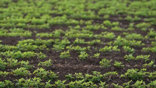 Green groundnut or peanut agriculture field 