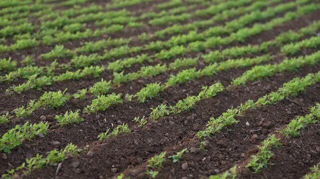 Green groundnut or peanut agriculture field 