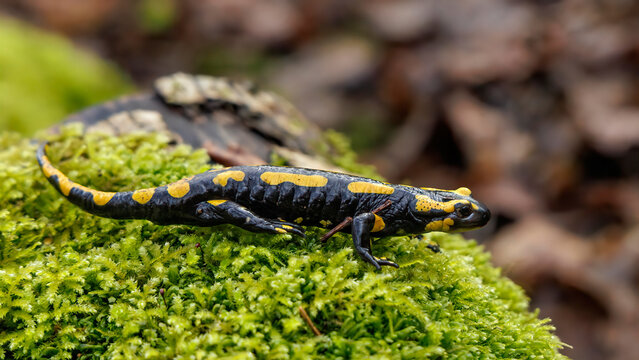 Feuersalamander (Salamandra salamandra)