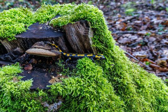 Feuersalamander (Salamandra salamandra)