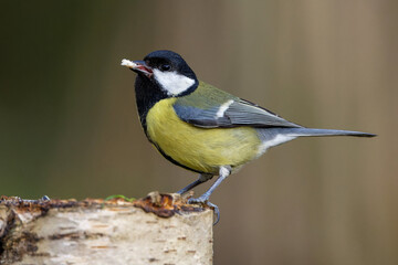 Kohlmeise (parus major) © Rolf Müller