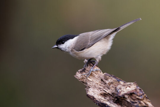 Sumpfmeise (Poecile palustris)