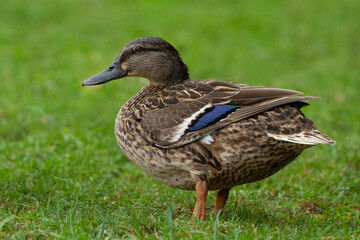 Female mallard duck on the grass