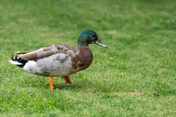 Male Mallard duck walking on the grass