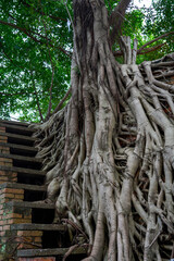 Fototapeta premium Giant banyan tree roots grow inlaid into the red brick building