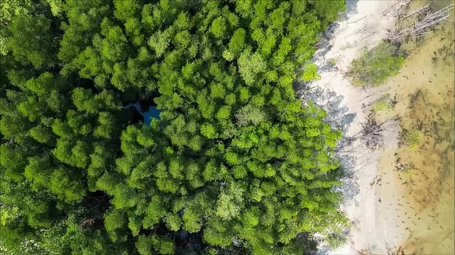 Aerial view of Verdant Wilderness: An extraordinary aerial view showcasing a verdant forest merging with the sandy shore, creating a mesmerizing contrast.