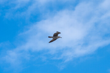 Obraz premium A single large seagull is captured in mid-flight, soaring gracefully against a bright blue sky filled with soft, wispy white clouds.