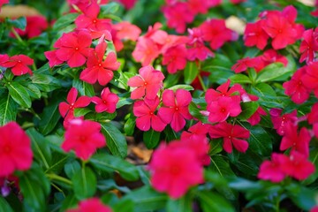 Bright red flowers standing out in a vibrant summer garden