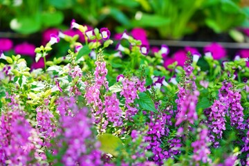 Obraz premium Purple flower bouquet blooming in a summer garden