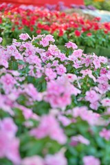 Fototapeta premium Pink and red flowers blooming in a vibrant summer garden.