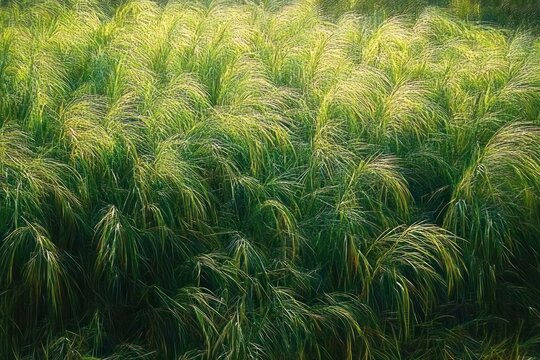 sunlit field of tall bending grasses with golden tips, peaceful and gently swaying