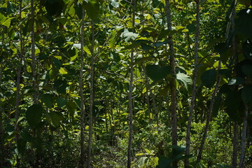 Fototapeta premium Lush Green Teak Trees & Sunny Day