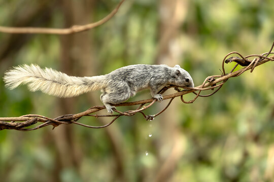 Grey Squirrel Climbing on Twisted Forest Vine
