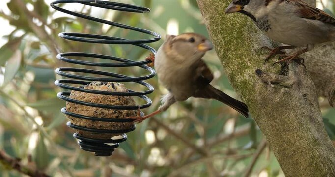 House sparrow female (Passer domesticus)  perched on a birdfeeder