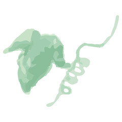 幼稚園・保育園向け 7月のやさしい水彩挿絵イラストシリーズ｜あさがおの葉とつる Morning Glory Leaves and Vine Watercolor