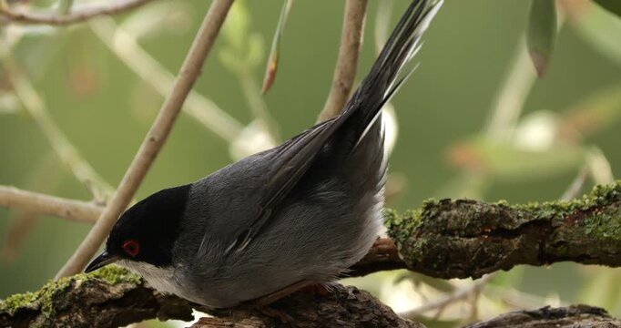Sardinian warbler ( Curruca melanocephala ). Male adult feeding on a piece of wood. Southern France