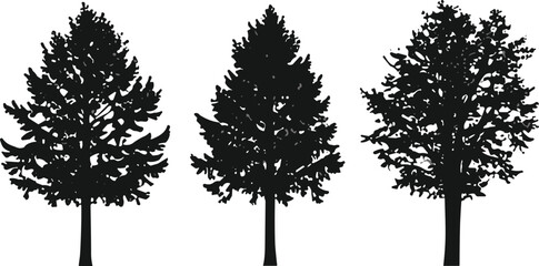 Silhouettes of evergreen coniferous trees with needle foliage, forest nature concept, botanical study, woodland landscape illustration design © Nahl