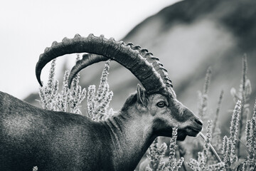 Ibex walking through alpine vegetation in the Alps © Santiago