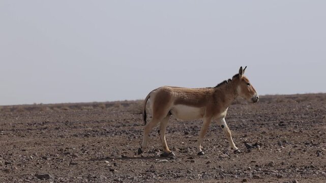 Iranian onager (Asiatic wild ass) walking and grazing in arid desert landscape, wildlife in Iran, natural habitat, close up and wide shots
