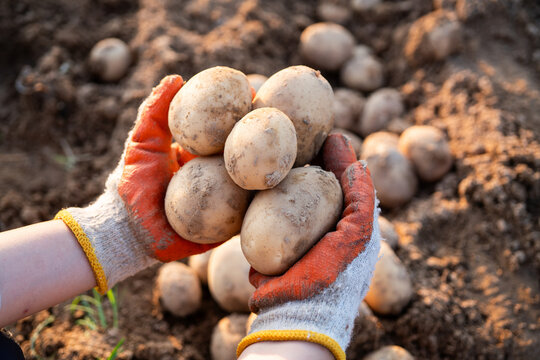 Farmer holding freshly harvested organic potatoes with soil in sunset field