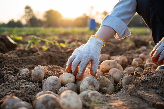Close up of farmer hand harvesting fresh potatoes from soil at sunset