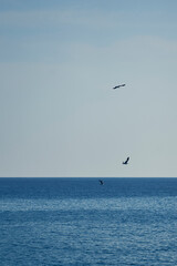 Fototapeta premium Three seagulls flying over vast blue ocean
