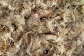 Down and feathers as background © Serhii