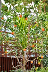 식용식물, 한라봉 과일 열매