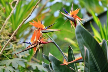 새를 닮은 식물, 극락조화