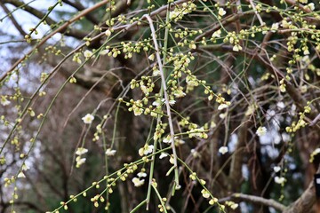 봄 소식, 매화나무