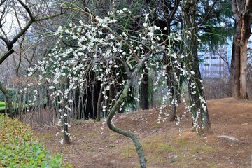 봄 소식, 매화나무