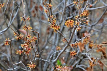 봄에 피는 꽃, 풍년화