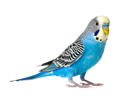 Blue and white budgerigar parakeet perched with bright yellow beak and striped wings