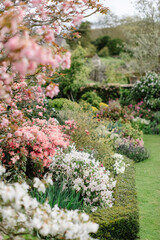 Fototapeta premium Lush spring garden blooming with pink cherry blossoms and colorful rhododendrons, conveying tranquility and natural beauty
