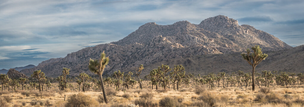 Panorama of Joshua Trees in Joshua Tree National Park