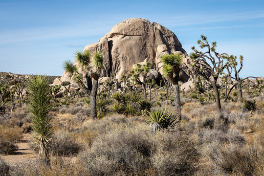 Joshua Trees and Huge Rocks in Joshua Tree National Park