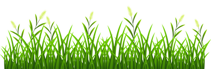 Fototapeta premium Green grass border isolated on transparent background.