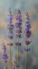Obraz premium Lavender Buds in Soft Focus Macro Shot