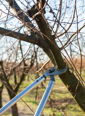 Pruning of a young hazelnut tree in spring