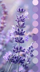 Close-up of lavender flower with soft pastel tones