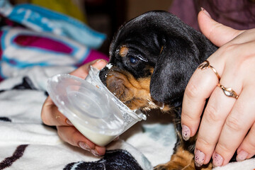woman feeds  small dachshund puppy with  special mixture from plastic cup, black with tan markings,...