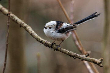 Schwanzmeise (Aegithalos caudatus) © Rolf Müller
