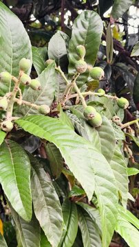 Close Up of Green Loquat Fruits Growing on Tree Branch &mdash; Vertical Mediterranean Nature Food Clip