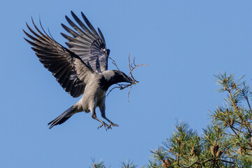 Fototapeta premium Nebelkrähe (Corvus corone cornix)