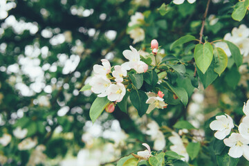 White apple tree flowers blooming on a tree branch. Concept of spring blossom and natural beauty for floral design.