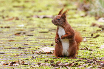 Eichhörnchen (Sciurus vulgaris) © Rolf Müller